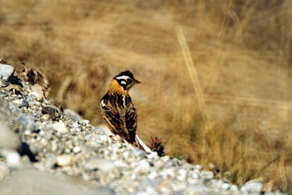 Longspur, Smith's, Haul Road, AK, 1999-06, B07P36I01.jpg - Smith's Longspur